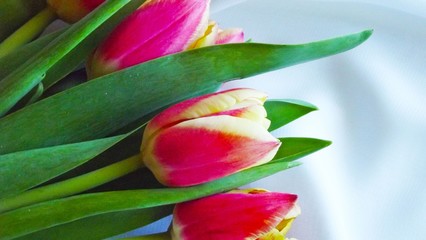 Pink tulips on a background of light fabric.