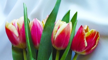 Naklejka premium Pink tulips on a background of light fabric.