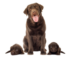 Brown labrador dog looking