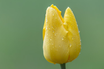 Eine gelbe Tulpe mit Regentropfen vor einfarbigem Hintergrund