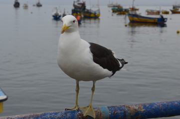 Gaviota