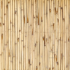 bamboo background