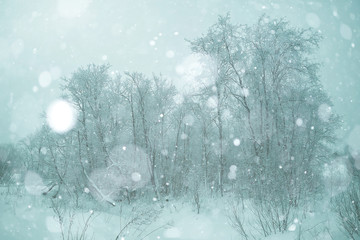 winter forest snow white background