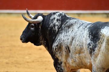 bull