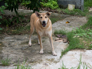 the asian dog stare and standing on cement ground