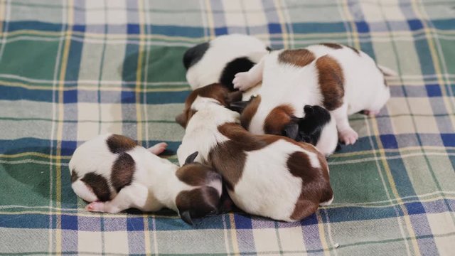 Top view: A group of newborn pups are cuddled together. Looking for warmth and protection