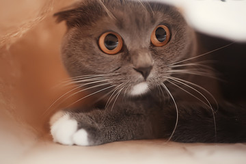 cute gray cat