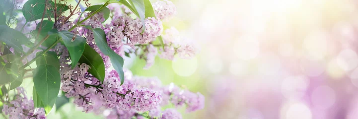 Foto op Plexiglas Lila bloemen lentebloesem © Mariusz Blach