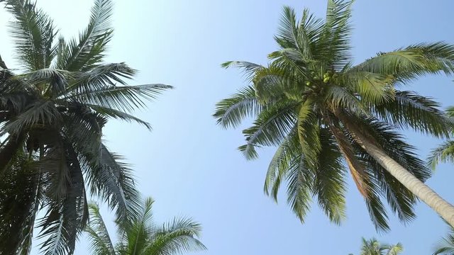 Coconut palm trees and sky behind palm trees in Thailand Island