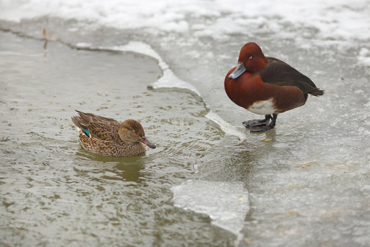 View of pair of ferruginous ducks on the bank of a frosted pond