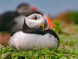 Plakat Cute plump bird is resting on the green grass. Puffin colony on a sunny day at Lunga Island, Treshnish Isles, Scotland.