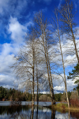 blue skies and white clouds