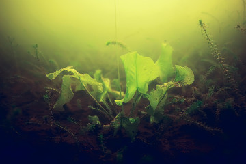 seaweed underwater freshwater
