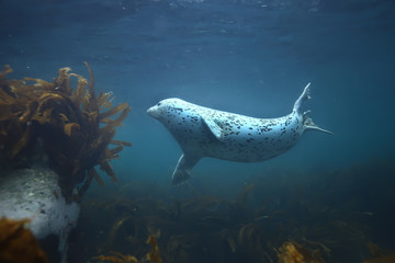 seal underwater photo in wild nature