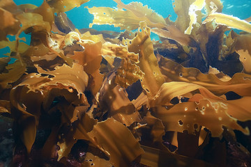 laminaria sea kale underwater photo ocean reef salt water © kichigin19