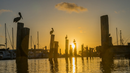 Fototapeta na wymiar Row of Pelicans sitting on poles at sunset
