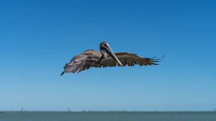 Pelican in Flight over water