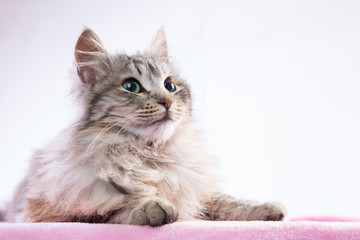 Gatta dal pelo lungo in primo piano su sfondo bianco