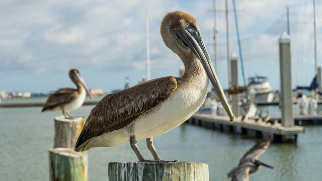 Pelican Profile at Marina