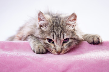 Primo piano di una gatta sdraiata su una coperta rosa