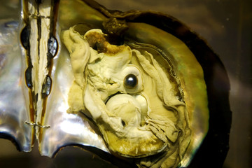 Pearl in the open shell