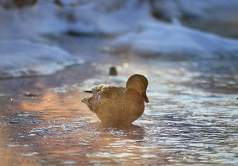 bird on winter pond ducks overwinter