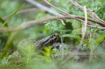 Vipera ursinii or meadow viper