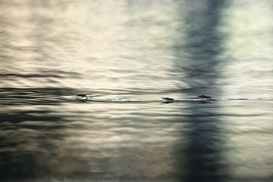 water surface bugs wildnature