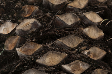 detail of a palm tree