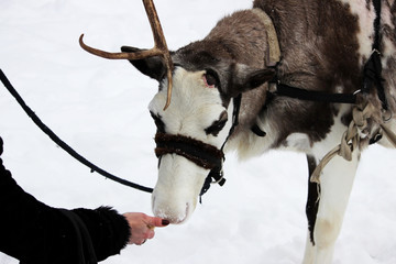 Reindeer Rangifer tarandus is in harness on holiday.