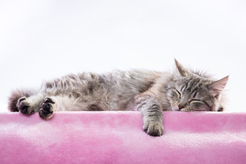 Gatta dal pelo lungo che dorme su una coperta rosa
