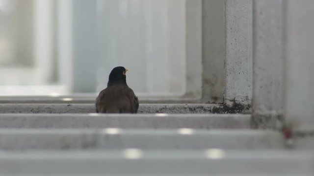 a Common myna is resting under the iron structure