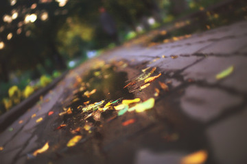 Naklejka premium background of fallen leaves / yellow and orange fallen autumn leaves on the ground in a city park. Texture of autumn leaves, concept of autumnal picture