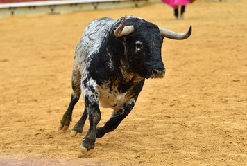 bull