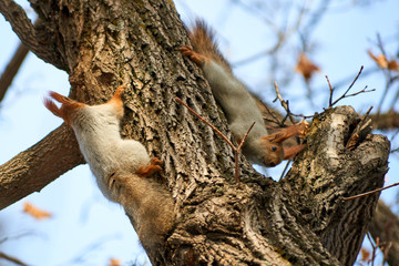 The squirrel.  Squirrels are members of the family Sciuridae, a family that includes small rodents.