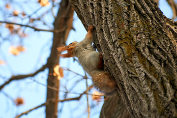 The squirrel.  Squirrels are members of the family Sciuridae, a family that includes small rodents.