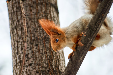The squirrel.  Squirrels are members of the family Sciuridae, a family that includes small rodents.