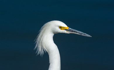 Great Egret plumage 