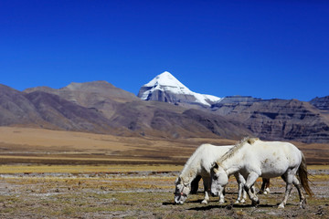 Sacred Mountain Kailas