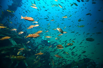 Fototapeta na wymiar flock of fish underwater