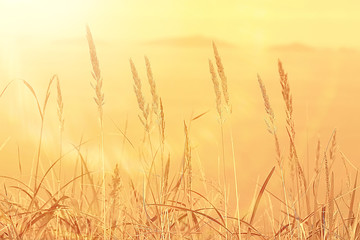 Fototapeta premium autumnal background beach / dry yellow grass by the sea, landscape background with islands in the sea