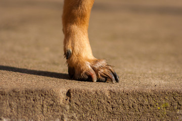 brown-orange dog's paws