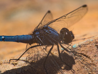 Blue dragonfly macro close-up