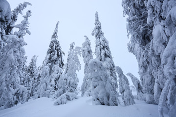 On the lawn covered with snow the nice trees are standing poured with snowflakes in frosty winter foggy morning. Beautiful winter background. Dreamy firs in the enchanted forest.