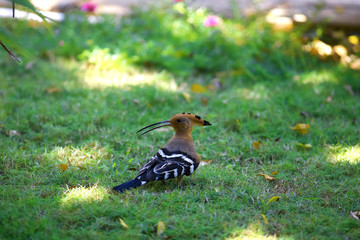 Bird on the grass in the tropics