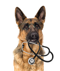 dog and stethoscope