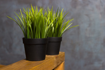 Grass in a pot. Home-grown grass.