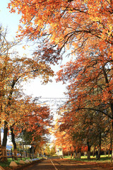 Sunny weather in autumn park