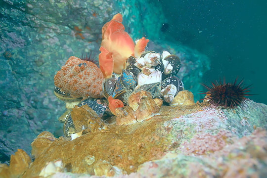 ascidia purple underwater photo coral reef