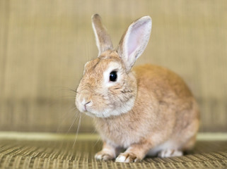 A reddish brown domestic pet rabbit